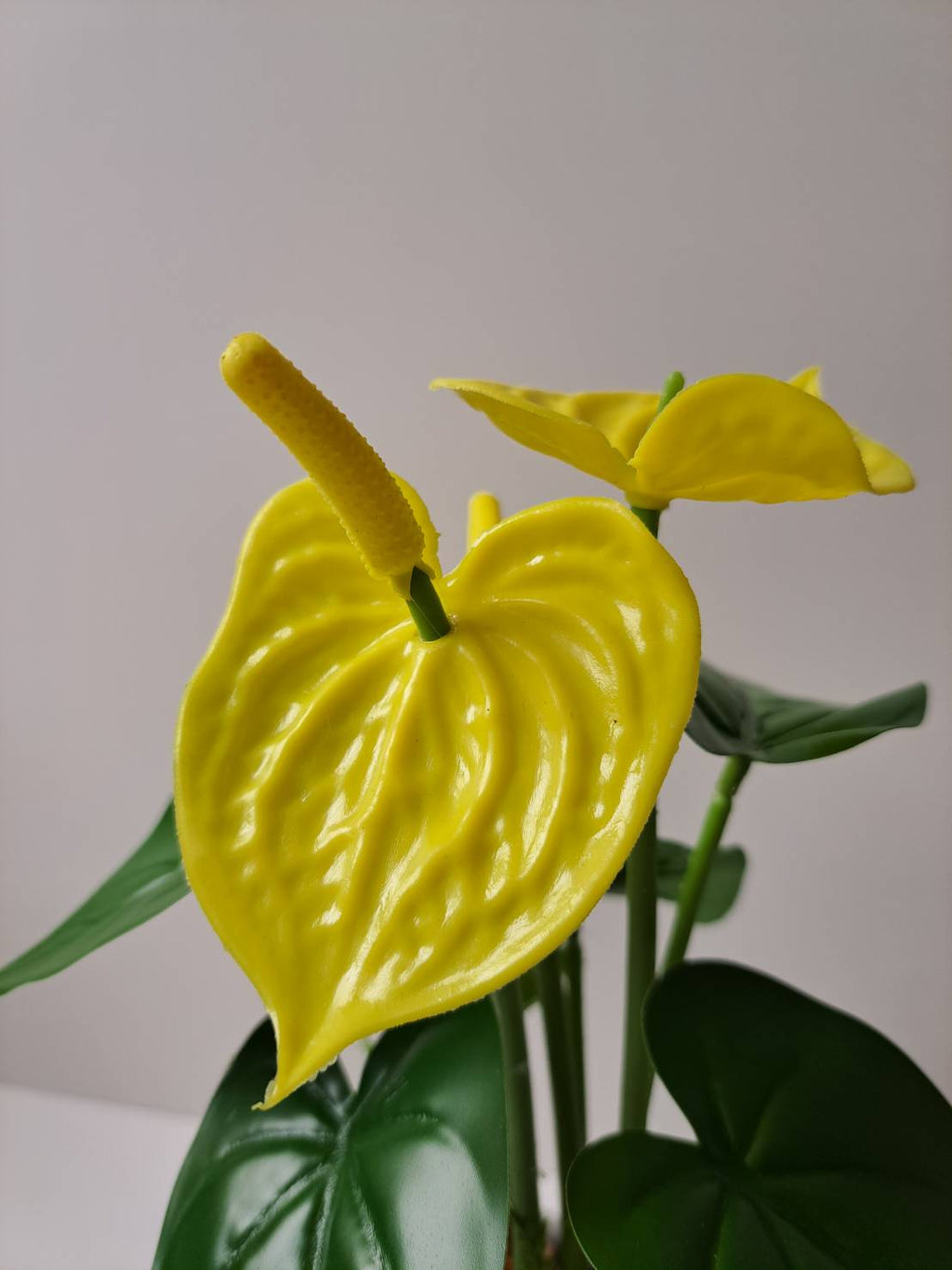 Faux yellow anthurium close-up blooms with dark green leaves