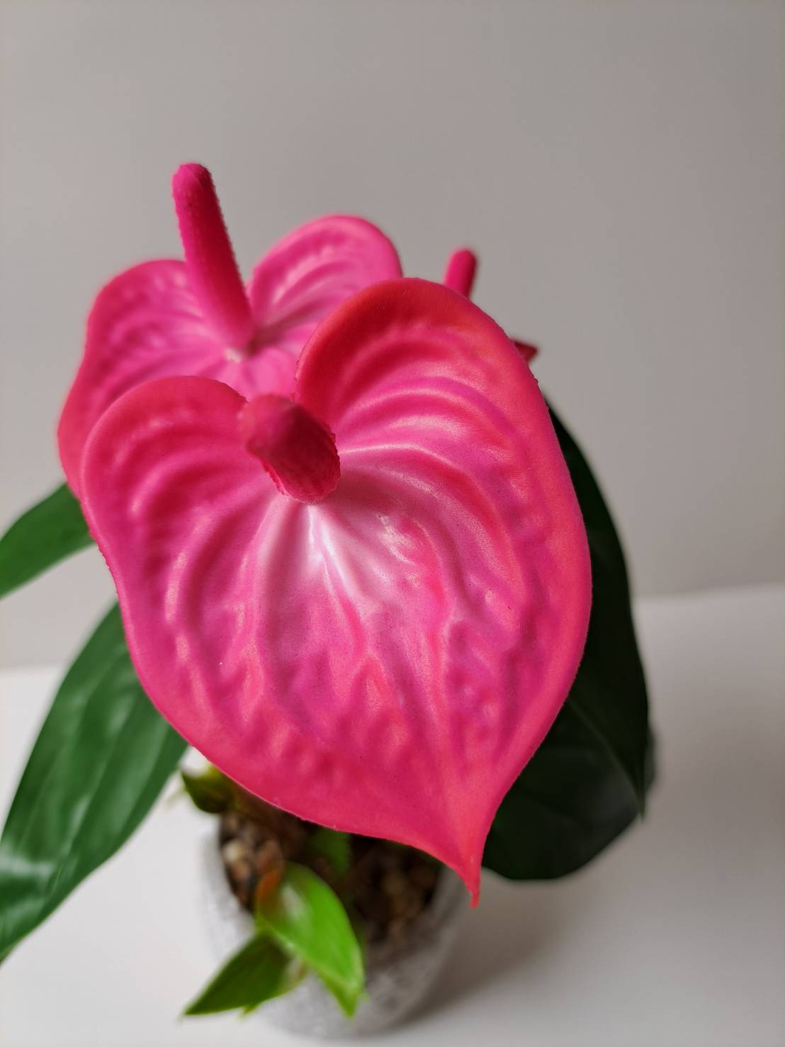 Faux pink anthurium close-up bloom with dark green leaves