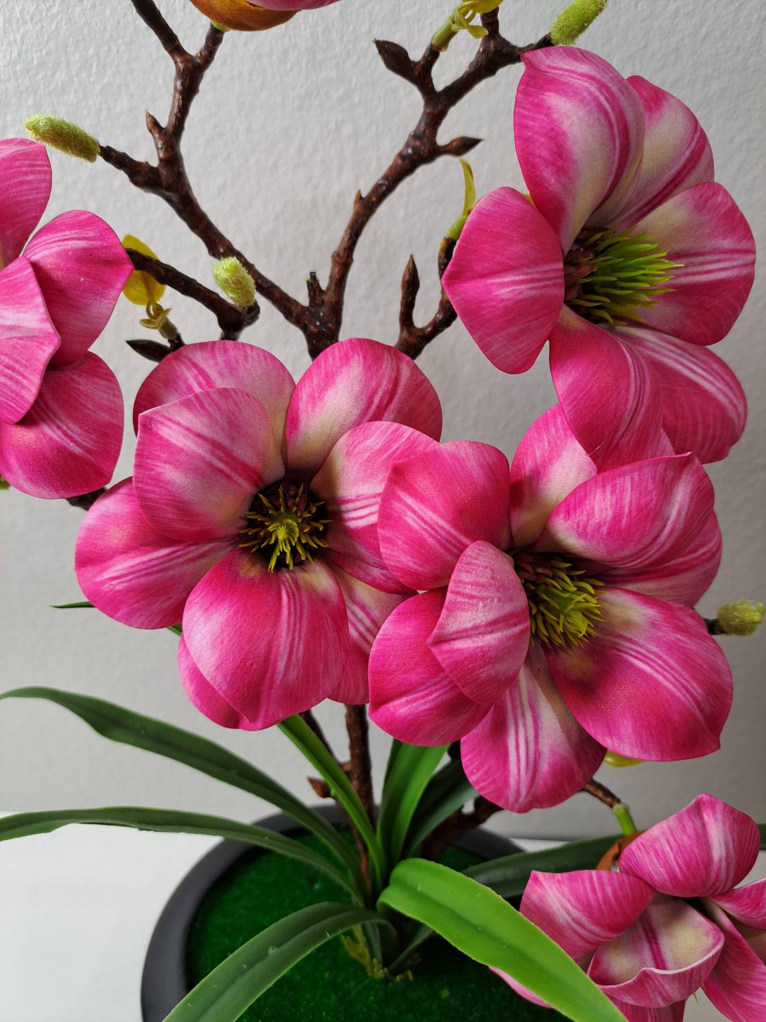 FT-257-C hot pink magnolia blooms close-up with white streaking and yellow-green stamen