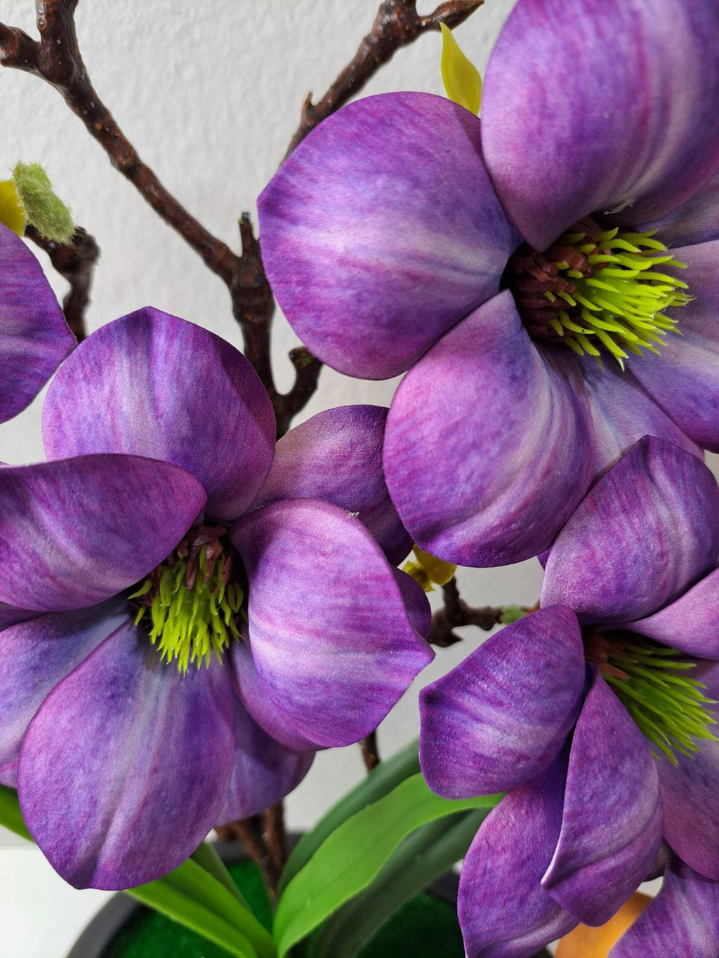 FT-257-D purple magnolia blooms close-up with white streaking and yellow-green stamen