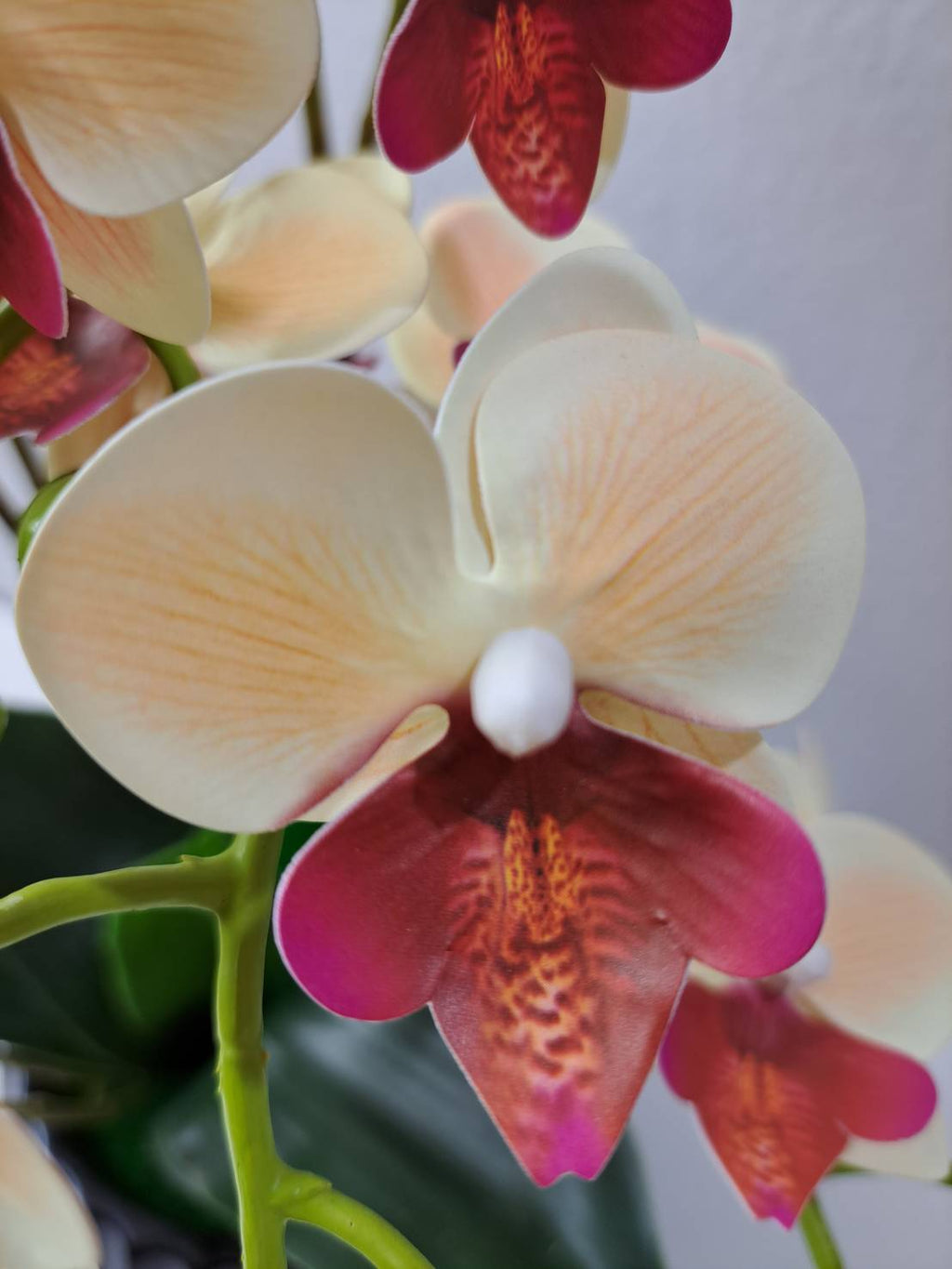 Faux cream burgundy orchid close-up blooms
