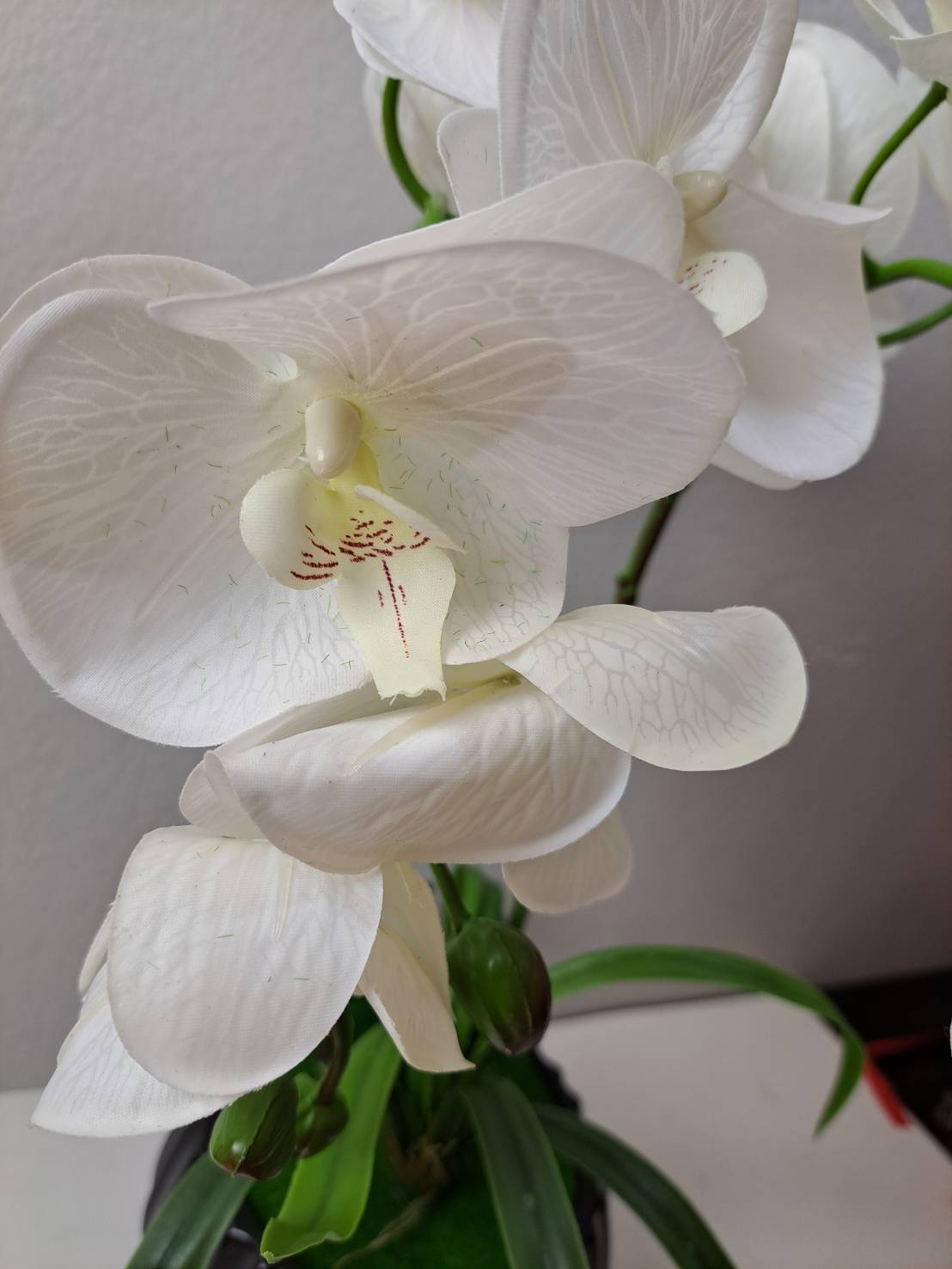FT-253-A white Phalaenopsis orchid blooms close-up