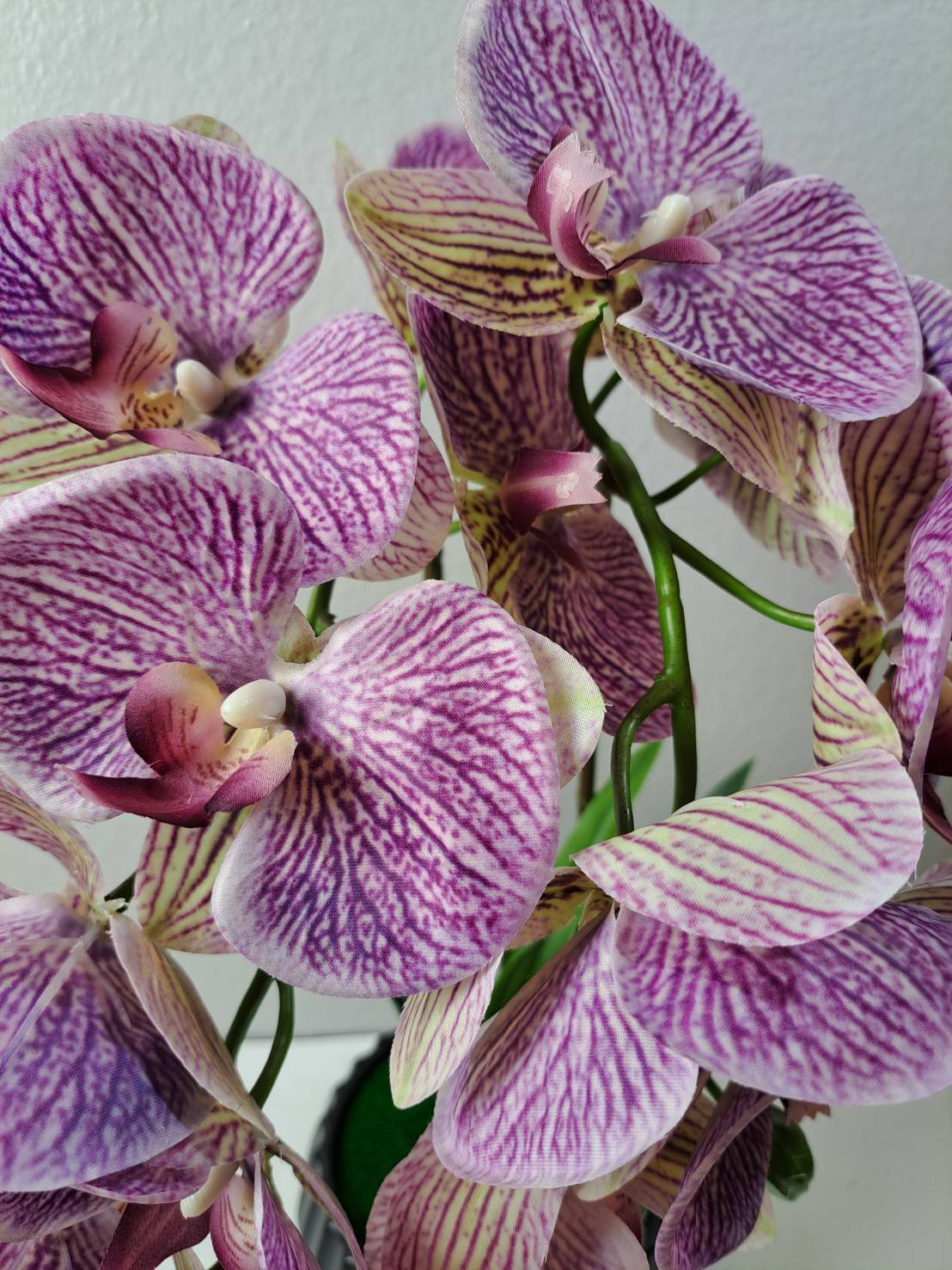 FT-253-B purple veined Phalaenopsis orchid blooms close-up