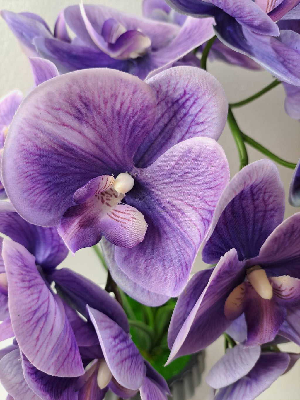 FT-253-D deep purple Phalaenopsis orchid blooms close-up