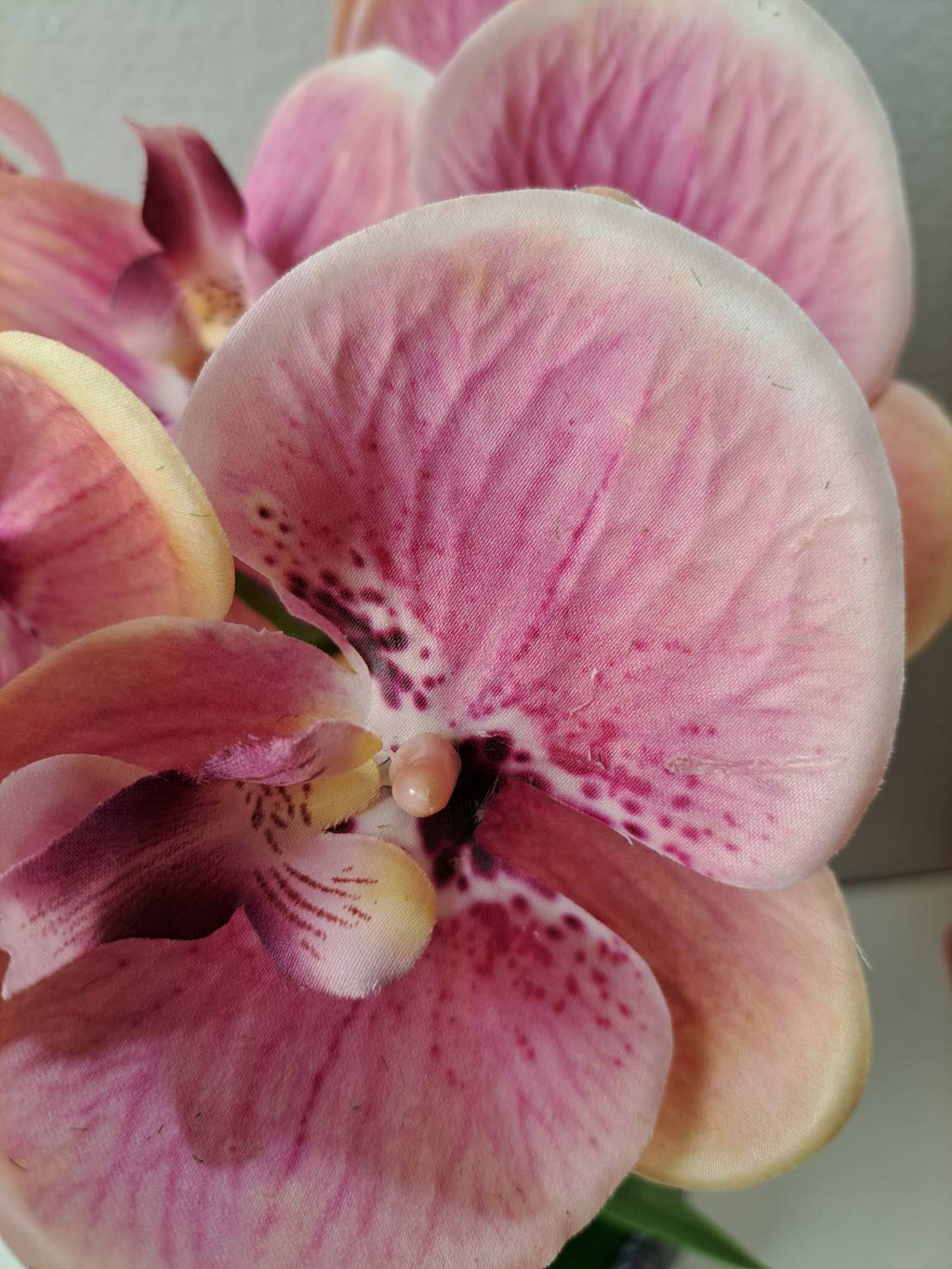 FT-253-C pink-peach Phalaenopsis orchid single bloom close-up