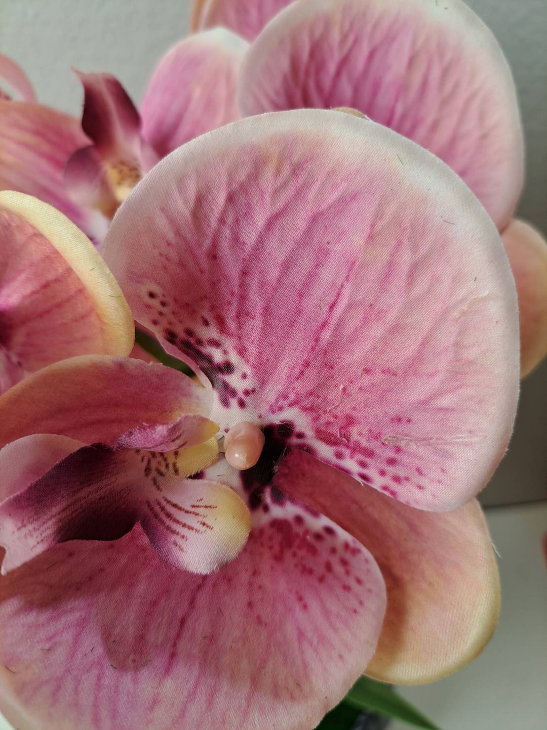 FT-253-C pink-peach Phalaenopsis orchid single bloom close-up