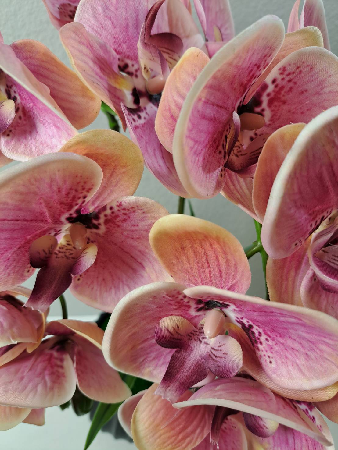 FT-253-C pink-peach Phalaenopsis orchid blooms cluster close-up