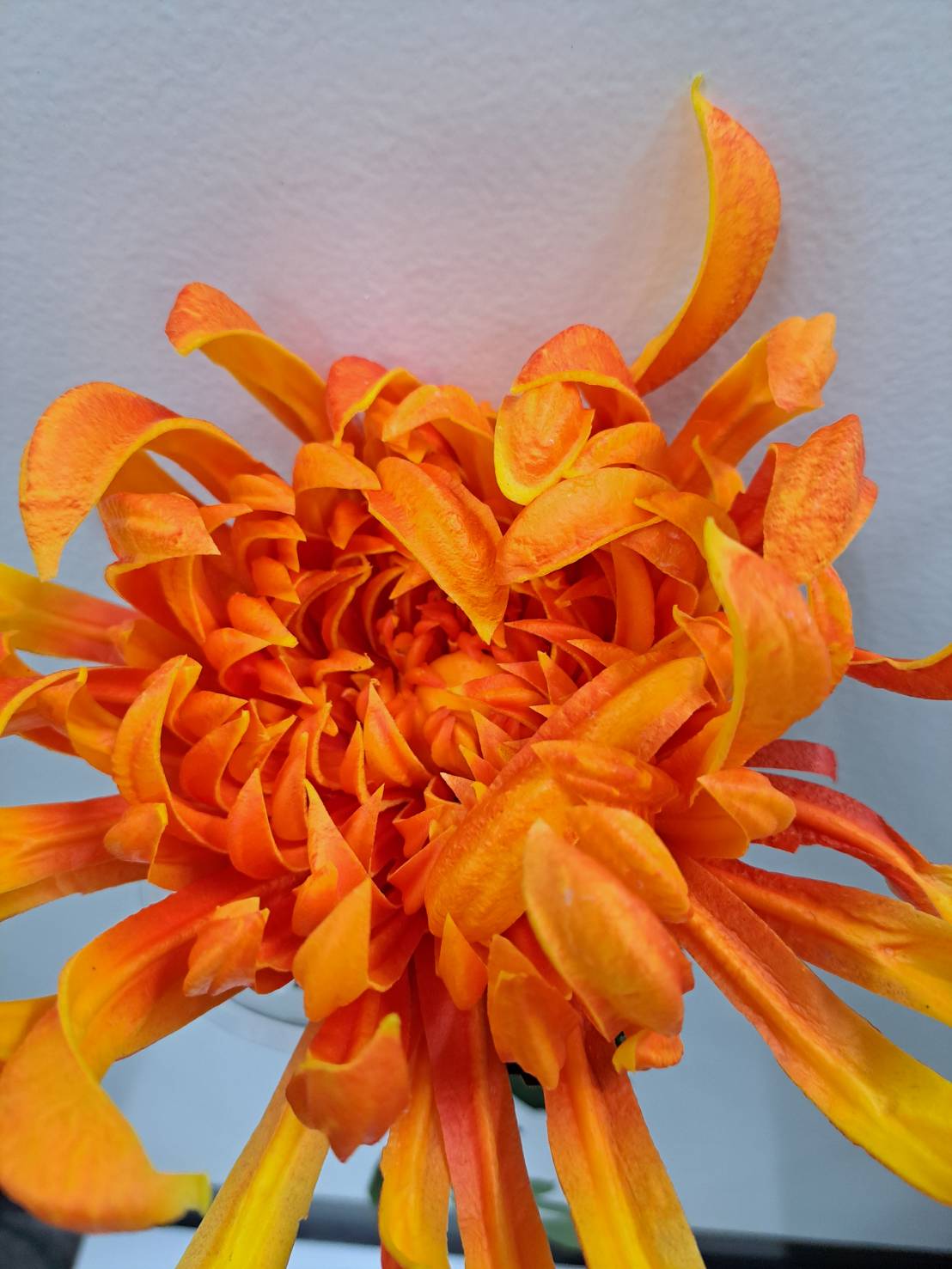 Premium Faux Chrysanthemum Stem – Lifelike Large Bloom