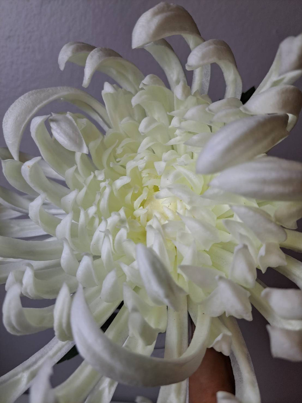Premium Faux Chrysanthemum Stem – Lifelike Large Bloom