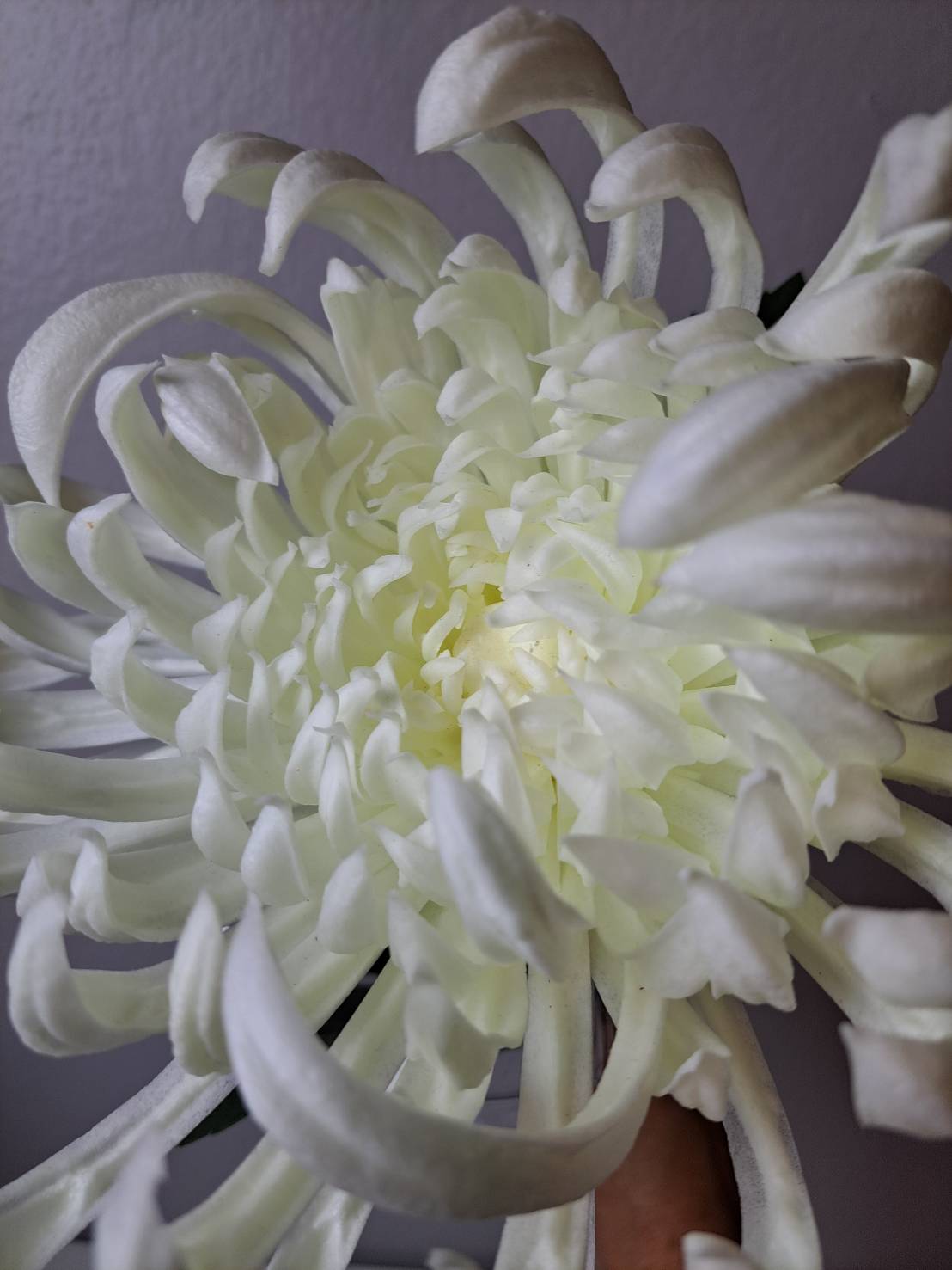 Premium Faux Chrysanthemum Stem – Lifelike Large Bloom