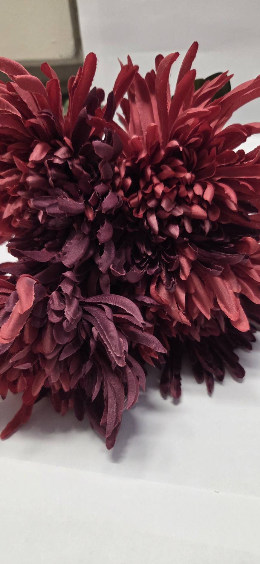 Burgundy Spider Chrysanthemum close-up detail