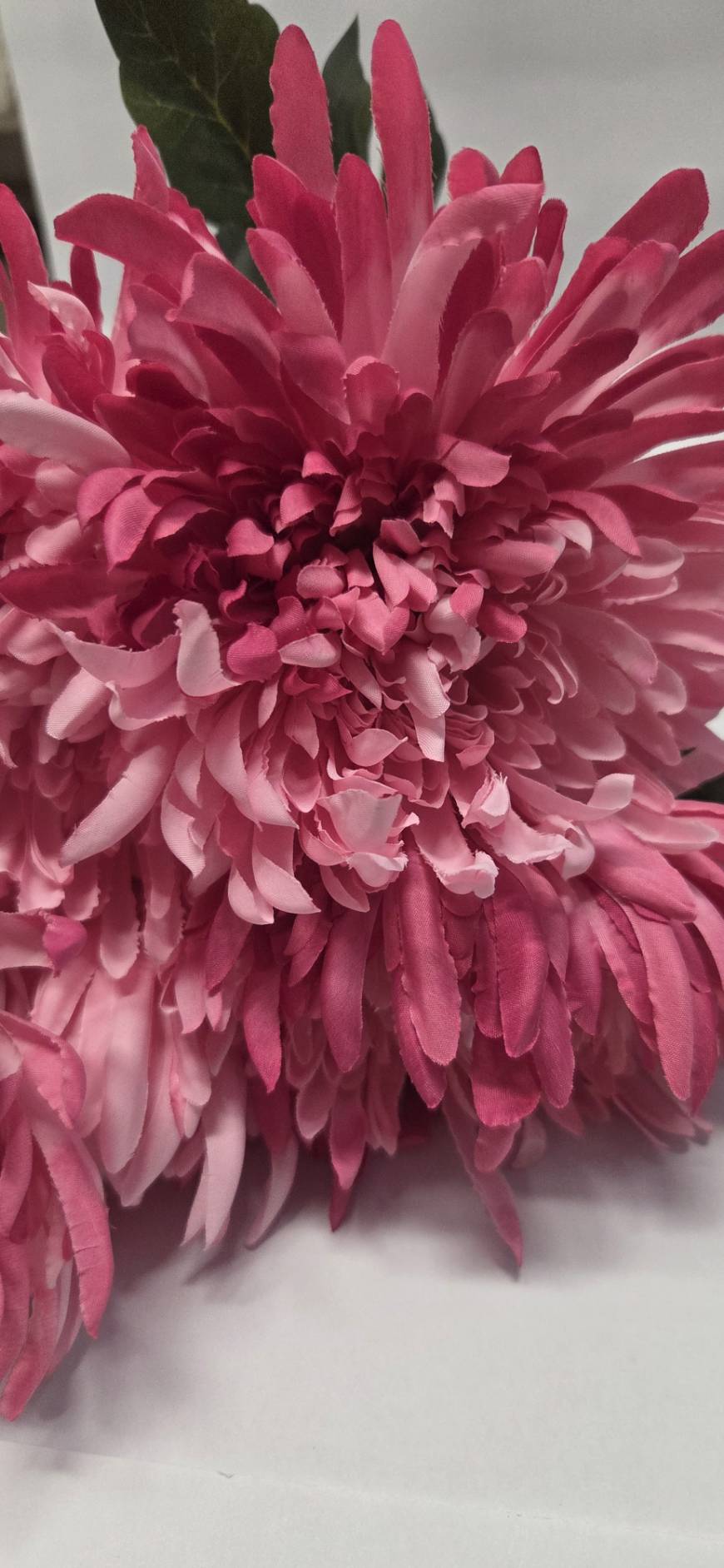 Pink Spider Chrysanthemum close-up detail