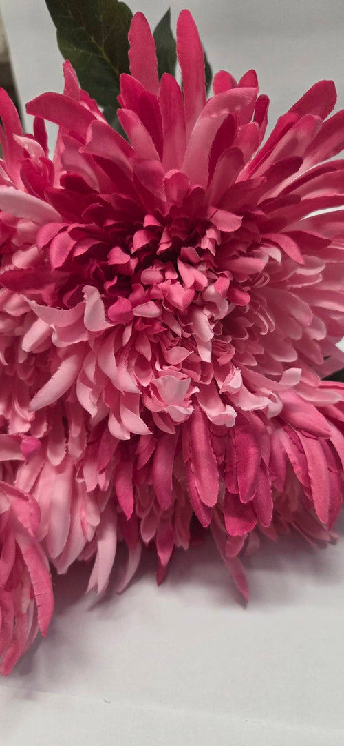 Pink Spider Chrysanthemum close-up detail