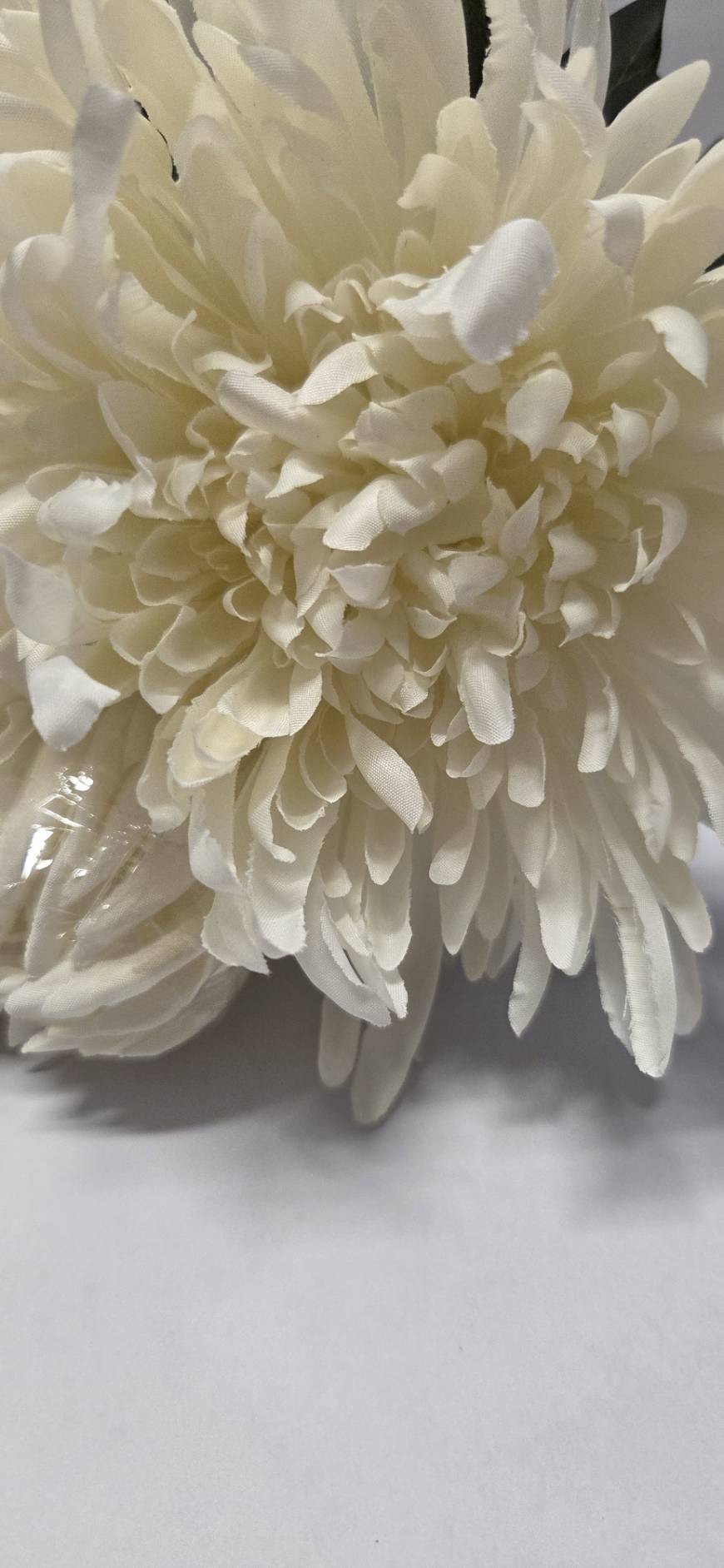 White Spider Chrysanthemum close-up detail