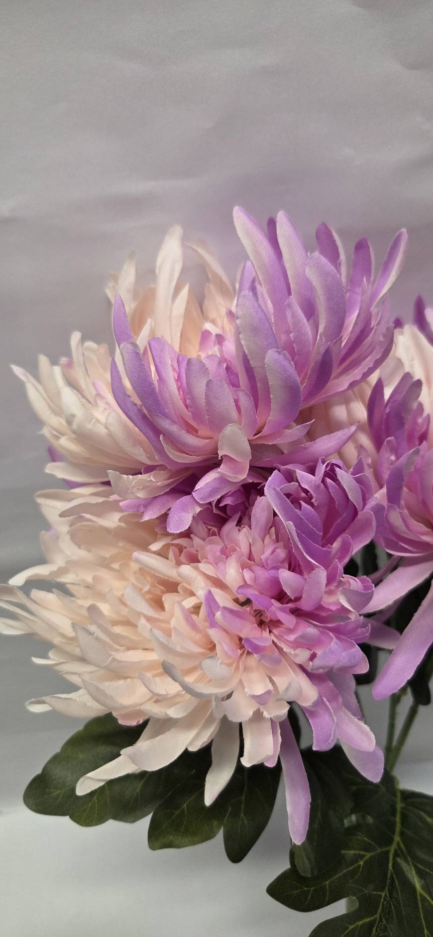 Purple Lavender Spider Chrysanthemum close-up detail