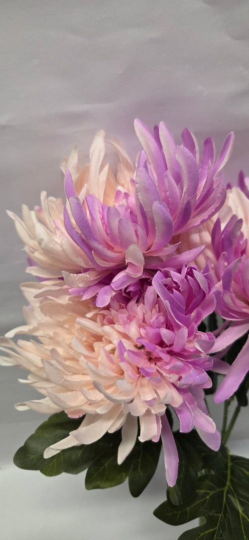 Purple Lavender Spider Chrysanthemum close-up detail