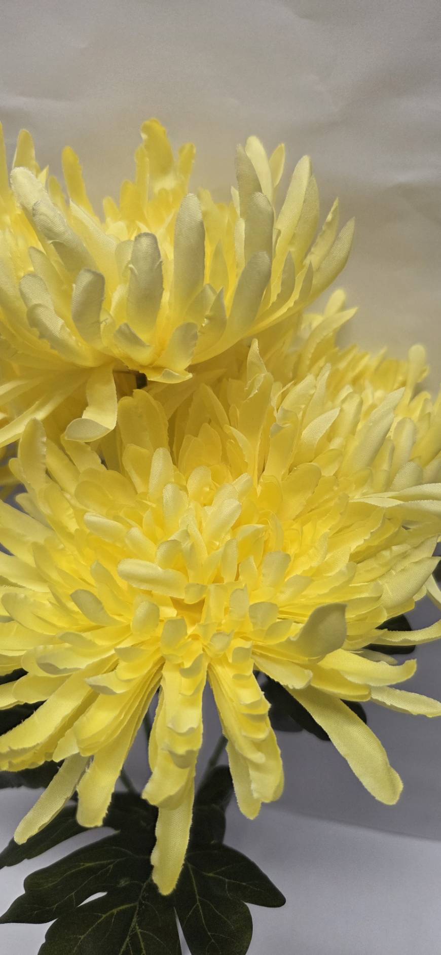 Yellow Spider Chrysanthemum close-up detail