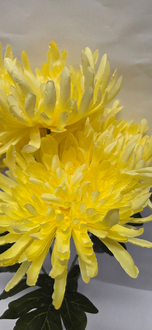 Yellow Spider Chrysanthemum close-up detail