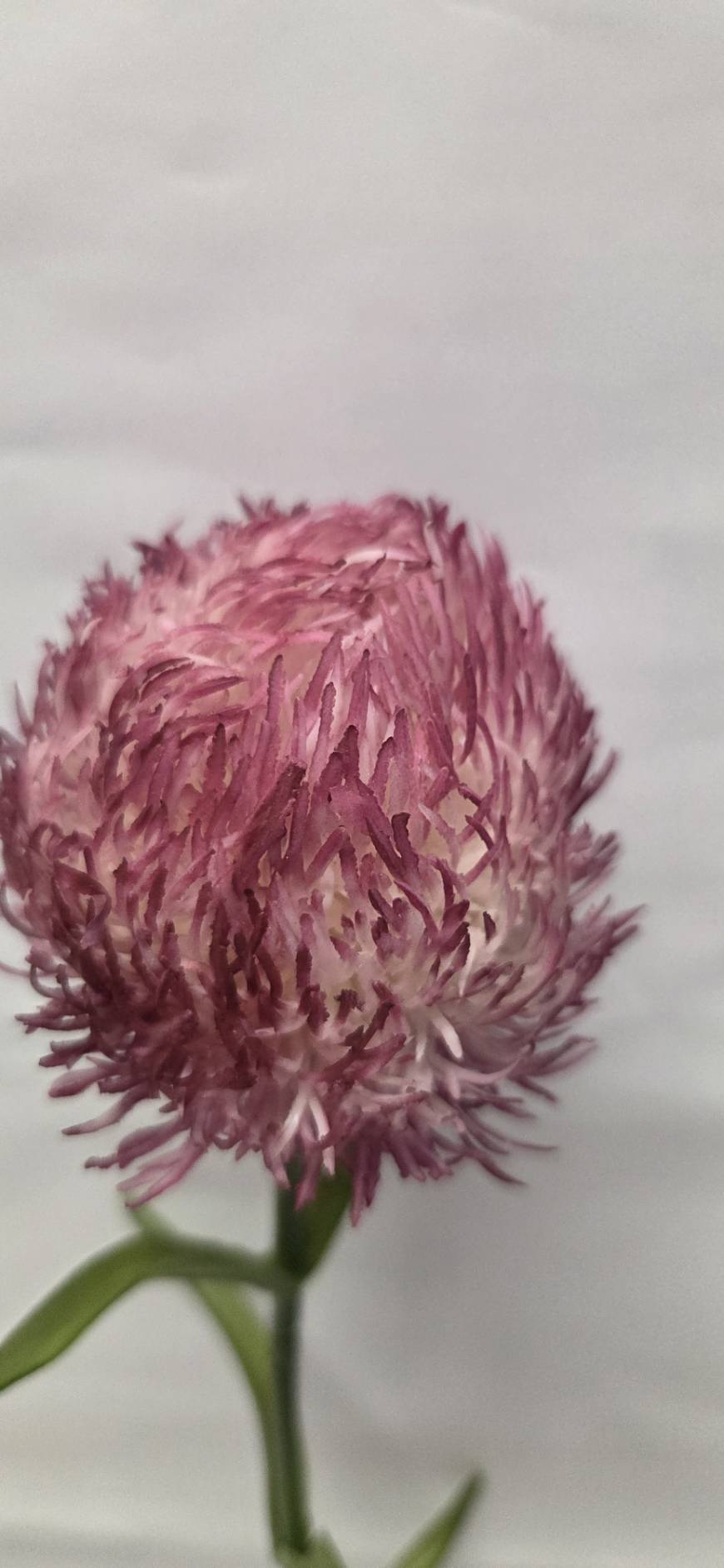 Faux Pink Thistle Pincushion Stem – Lifelike 24" Artificial Flower