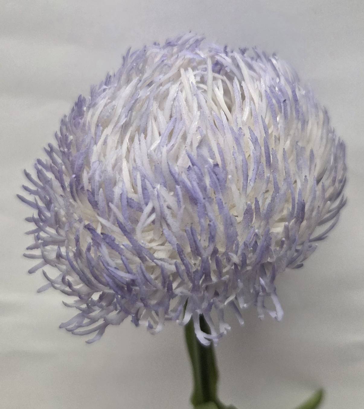 Faux lavender thistle pincushion stem close-up