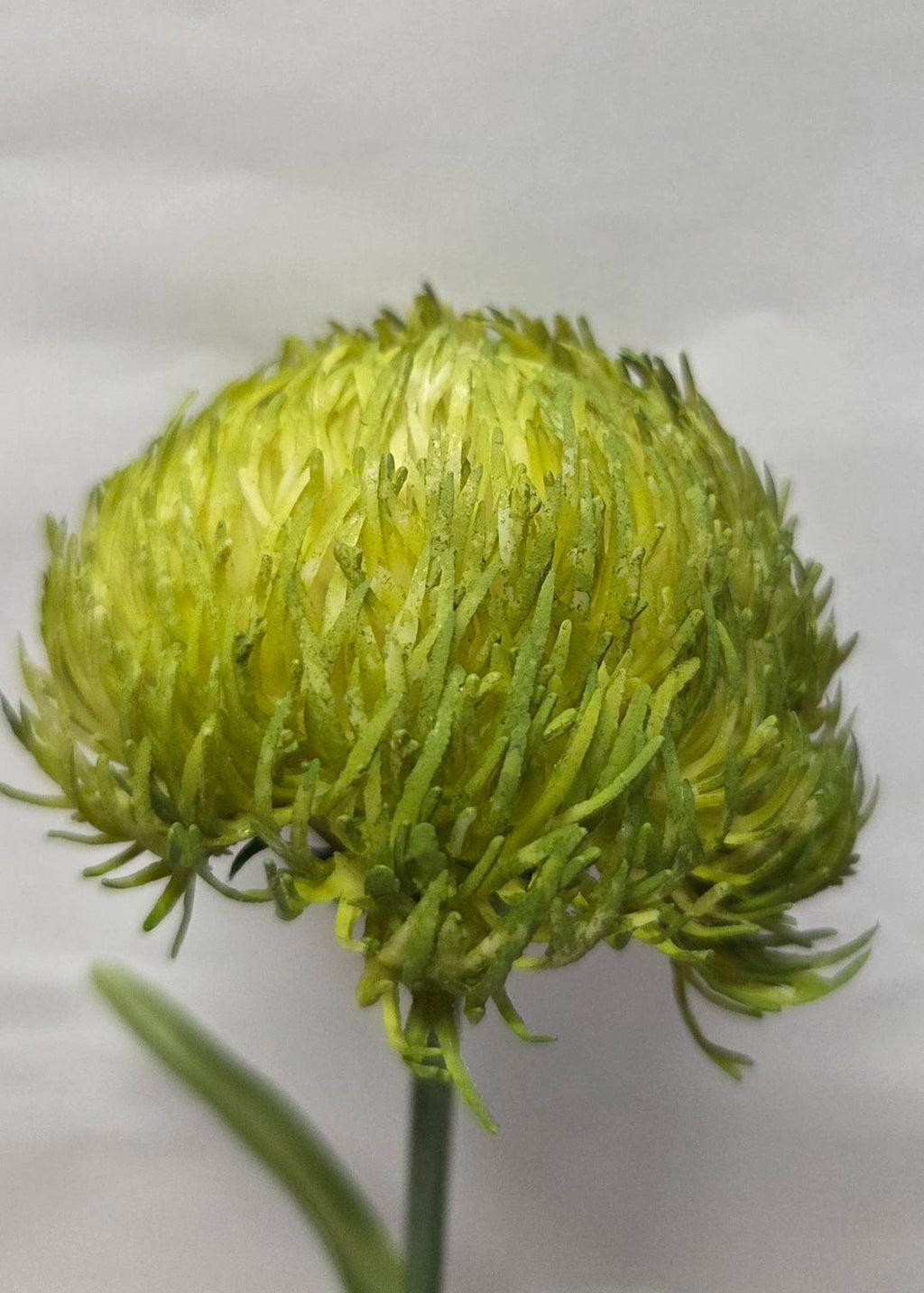 Faux green thistle pincushion stem close-up bloom detail