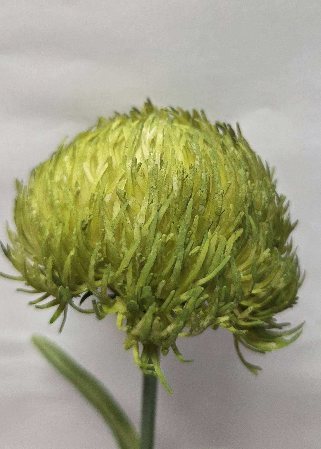 Faux green thistle pincushion stem close-up bloom detail