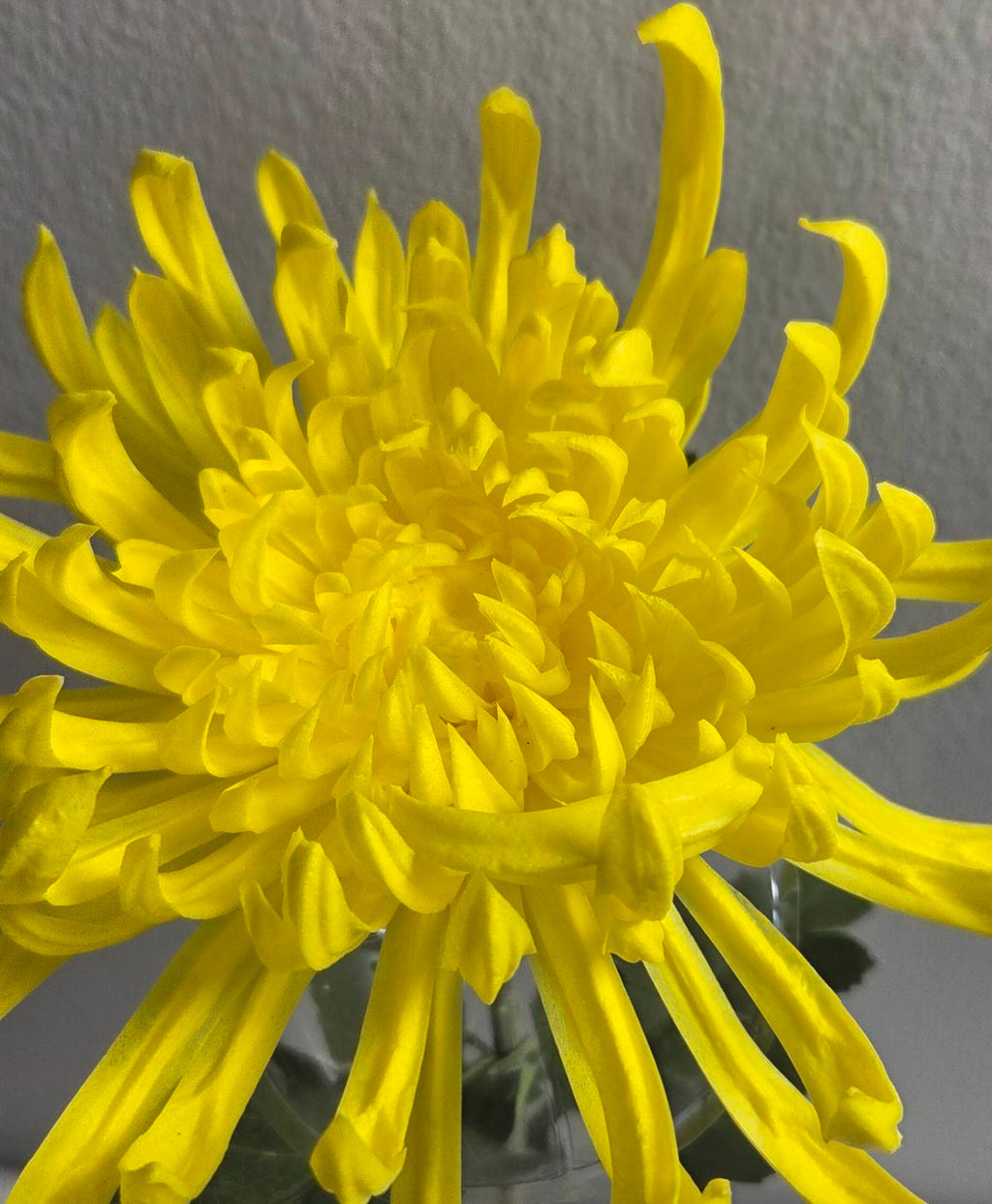 Lifelike 32" Yellow Chrysanthemum Stem - Premium Artificial Flower for Elegant Home Decor