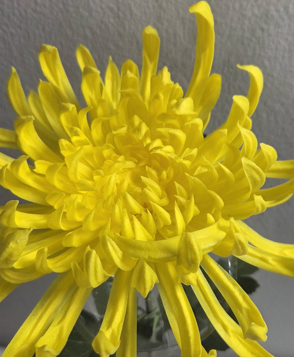 Lifelike 32" Yellow Chrysanthemum Stem - Premium Artificial Flower for Elegant Home Decor