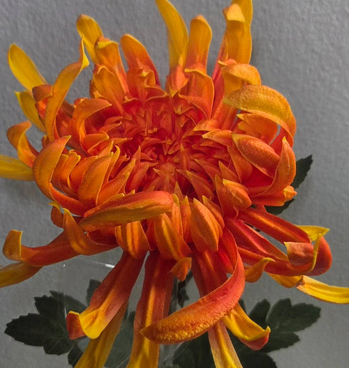 32" Orange Chrysanthemum Stem - Premium Artificial Flower - close-up bloom and detail