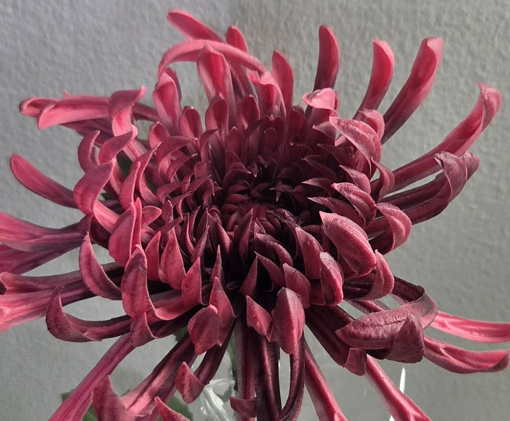 Lifelike 32" Purple Chrysanthemum Stem - Premium Artificial Flower for Elegant Home Decor
