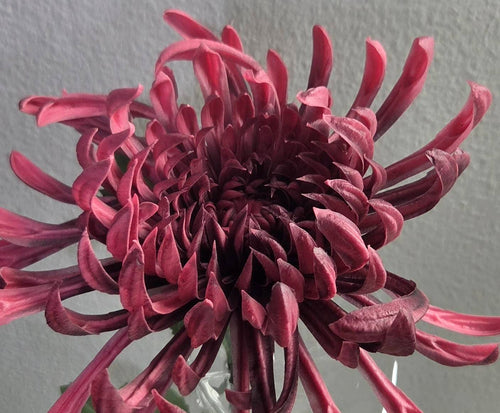 32" Purple Chrysanthemum Stem - Premium Artificial Flower - close-up bloom and detail