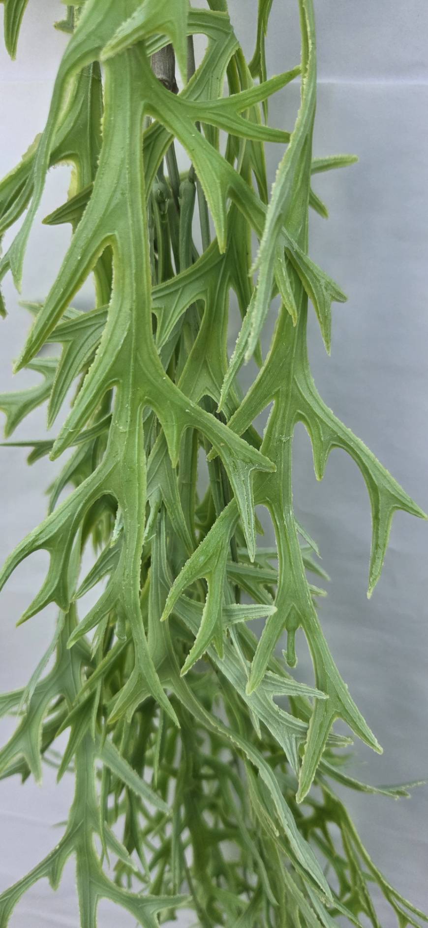 Artificial Hanging Staghorn Fern 40 inch FT-06-A - close-up bloom and detail