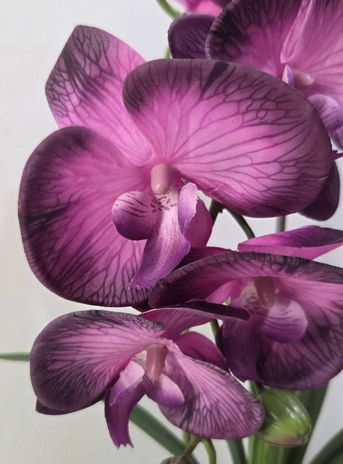 FT-253-E magenta-purple Phalaenopsis orchid blooms close-up with dark veining