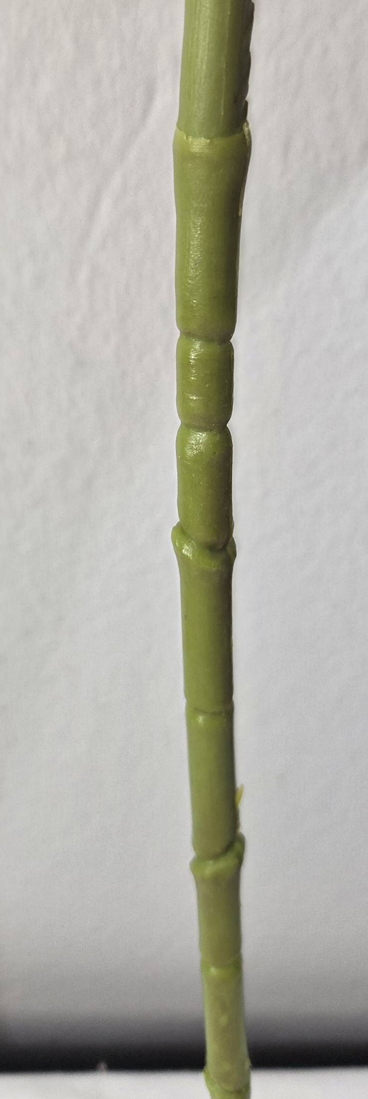 Faux White Cymbidium Orchid Stem ORA-01 - close-up of natural green stem texture