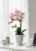 Pink phalaenopsis orchid in white ribbed pot on desk - lifestyle
