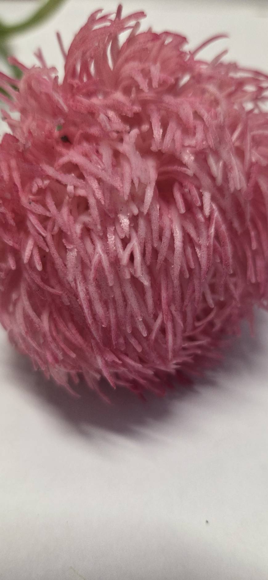 Close-up of fine fringed texture on faux pink thistle pincushion bloom